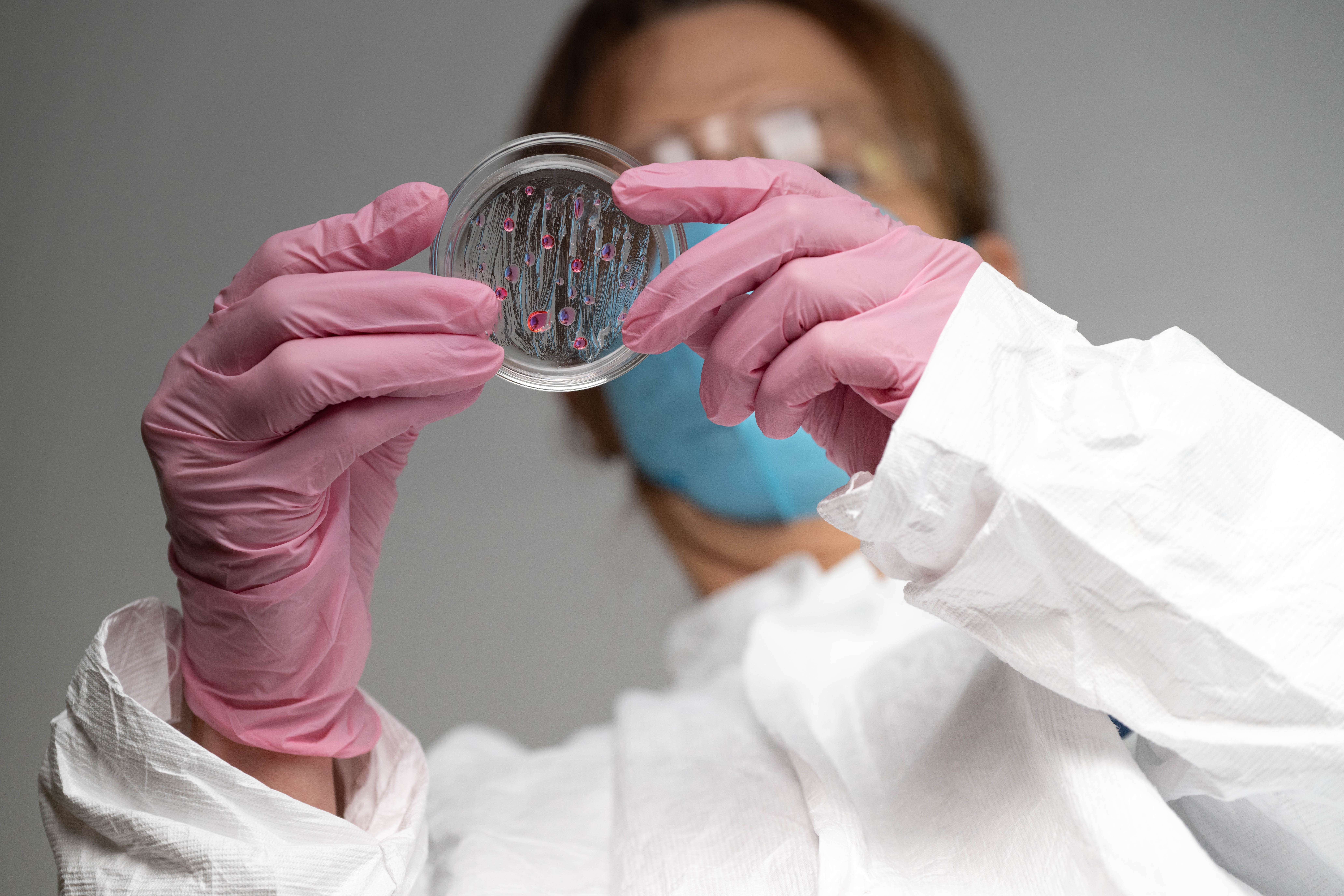 Medical research innovation lab scientist or technician wearing blue mask, pink gloves, white protective suit working with glass petri dish and fluid. provantis
